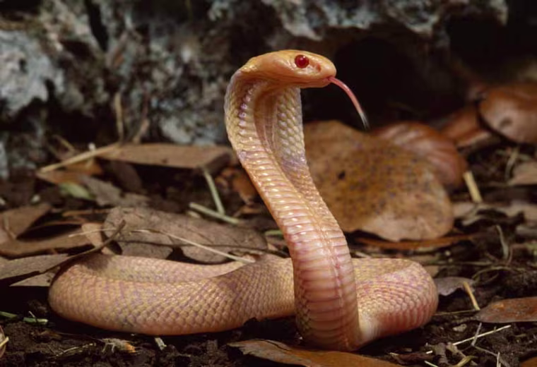 MONOCLED COBRA